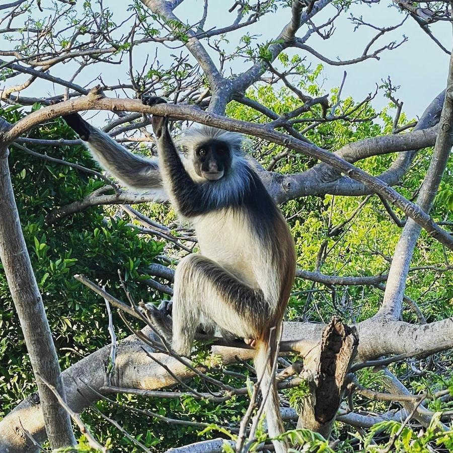 Red Monkey Beach Lodge Джамбиани Экстерьер фото